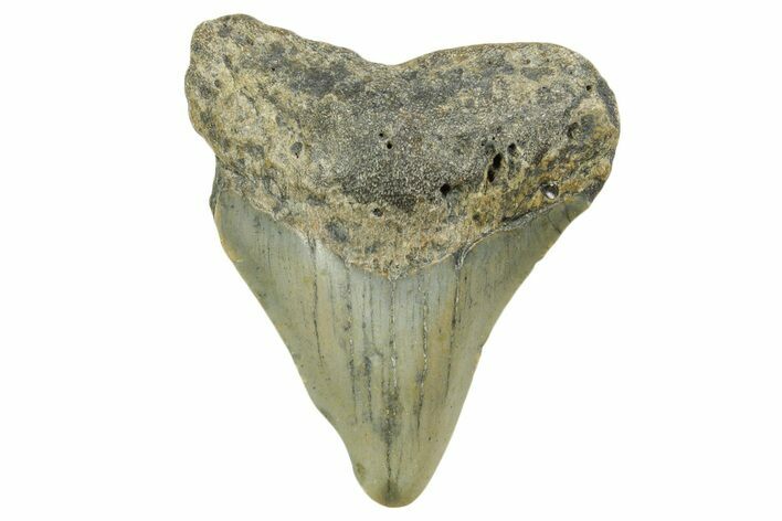 Bargain, Juvenile Megalodon Tooth - North Carolina #377060